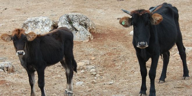 Besicilere kulak küpesi uyarısı