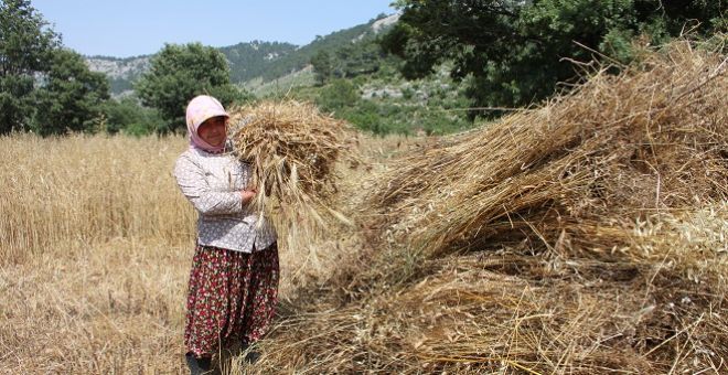 Teknolojiye yenik düşmeyen oraklar iş başında