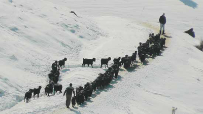 Keçi sürülerinin karda yürüyüşü 