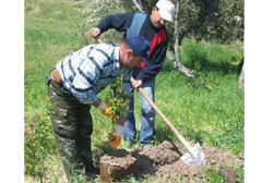 Ağaçlandırma sahasında iş fırsatı