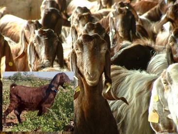 Halep keçileri geliyor