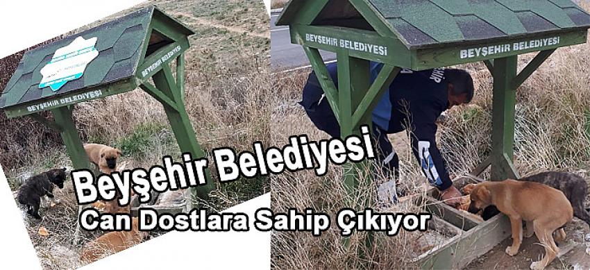 Beyşehir Belediyesi, Can Dostlara Sahip Çıkıyor