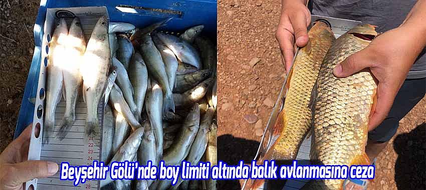 Beyşehir Gölü’nde boy limiti altında balık avlanmasına ceza