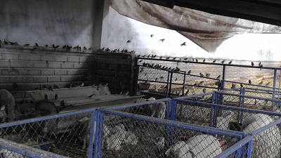 Kuş Sürüleri Çiftliklere Dadandı