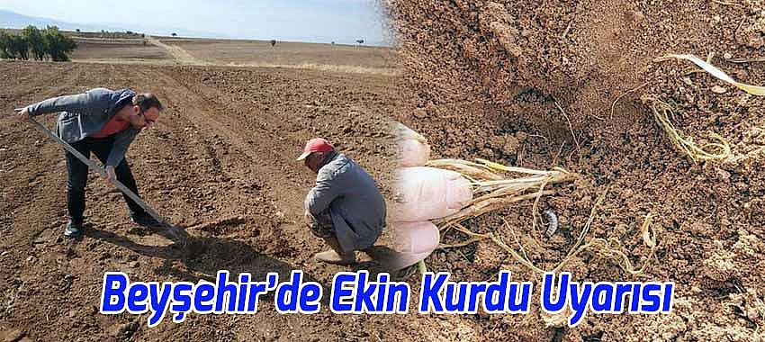 Beyşehir’de Ekin Kurdu Uyarısı