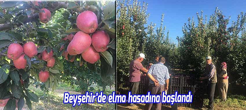Beyşehir'de elma hasadına başlandı