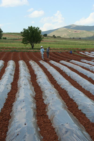 Dersimiz organik çilek