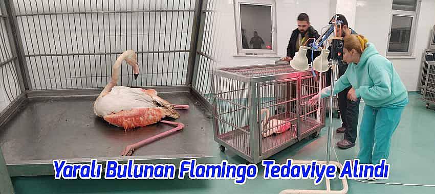 Yaralı Bulunan Flamingo Tedaviye Alındı