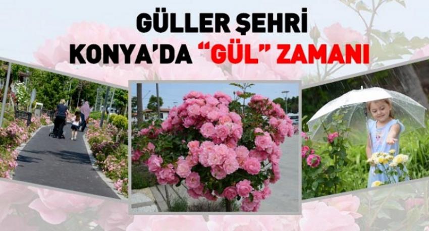 Güller Şehri Konya’da “Gül” Zamanı
