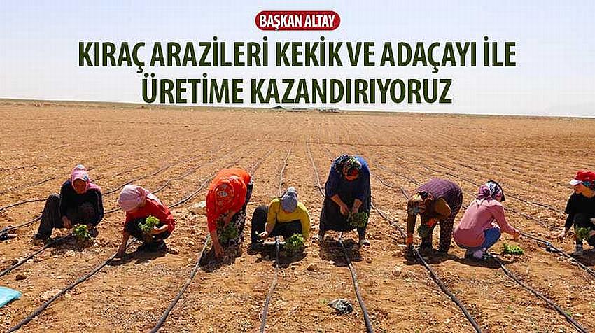 Başkan Altay, “Kıraç Arazileri Kekik ve Adaçayı ile Üretime Kazandırıyoruz”