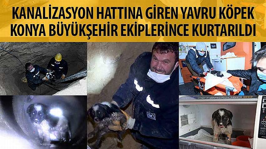 Kanalizasyon Hattına Giren Yavru Köpek Konya Büyükşehir Ekiplerince Kurtarıldı