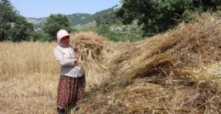 Teknolojiye yenik düşmeyen oraklar iş başında