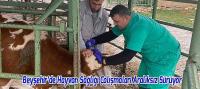 Beyşehir’de Hayvan Sağlığı Çalışmaları Aralıksız Sürüyor