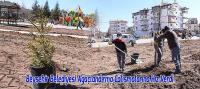 Beyşehir Belediyesi Ağaçlandırma Çalışmalarına Hız Verdi