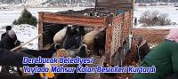 Derebucak Belediyesi Yaylada Mahsur Kalan Besicileri Kurtardı