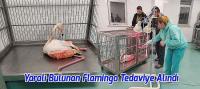 Yaralı Bulunan Flamingo Tedaviye Alındı