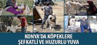 Konya’da Köpeklere Şefkatli ve Huzurlu Yuva