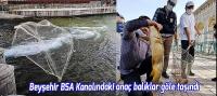 Beyşehir'de kanalda mahsur kalan anaç balıklar göle taşındı