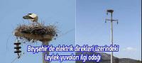 Beyşehir’de elektrik direkleri üzerindeki leylek yuvaları ilgi odağı