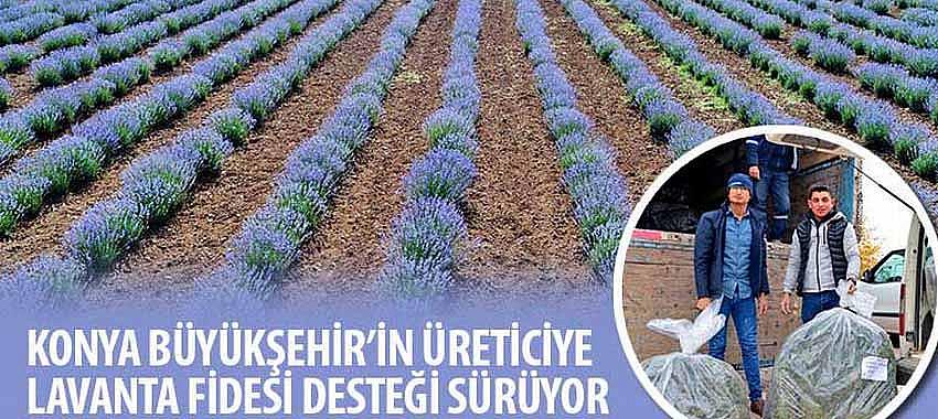 Konya Büyükşehir’in Üreticiye Lavanta Fidesi Desteği Sürüyor