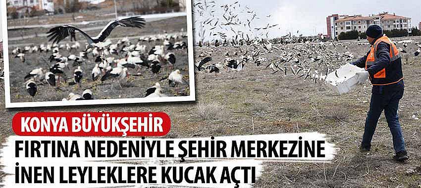 Konya Büyükşehir Fırtına Nedeniyle Şehir Merkezine İnen Leyleklere Kucak Açtı