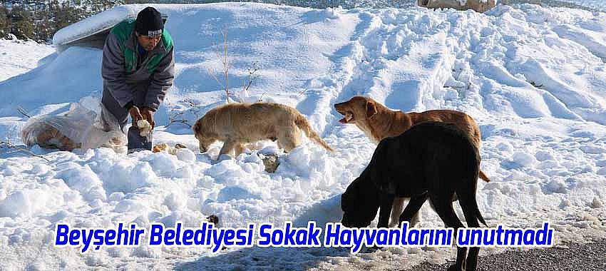 Beyşehir Belediyesi Sokak Hayvanlarını unutmadı