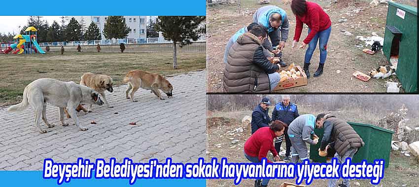 Beyşehir Belediyesi’nden sokak hayvanlarına yiyecek desteği