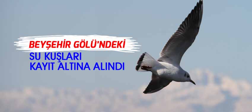 Beyşehir Gölü'nün su kuşları da kayıt altına alındı