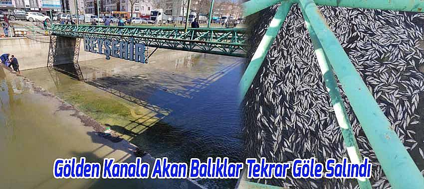 Beyşehir Gölünden Kanala Akan Balıklar Toplanarak Göle Geri Salındı