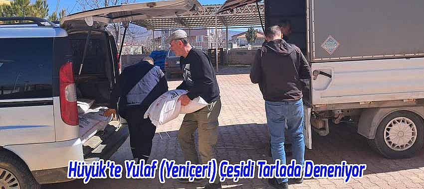 Hüyük’te Yulaf (Yeniçeri) Çeşidi Tarlada Deneniyor