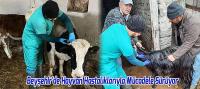 Beyşehir'de Hayvan Hastalıklarıyla Mücadele Sürüyor