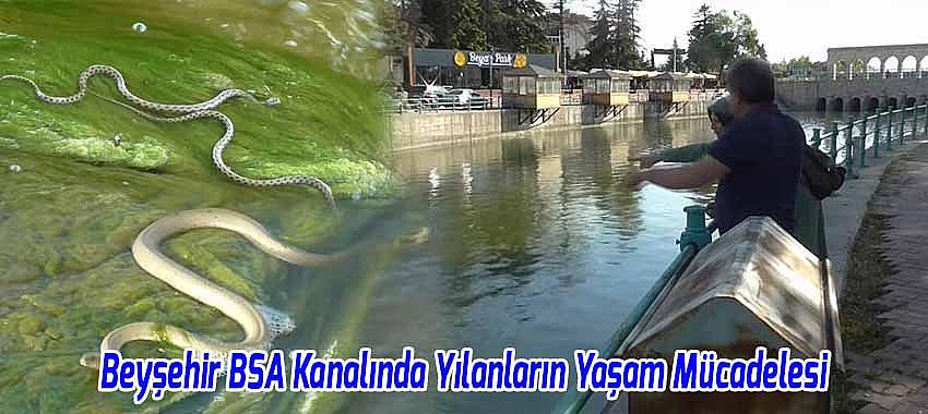 Beyşehir BSA Kanalında Yılanların Yaşam Mücadelesi